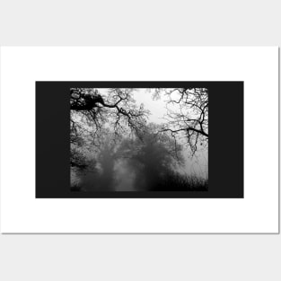 Mist in the Trees Posters and Art